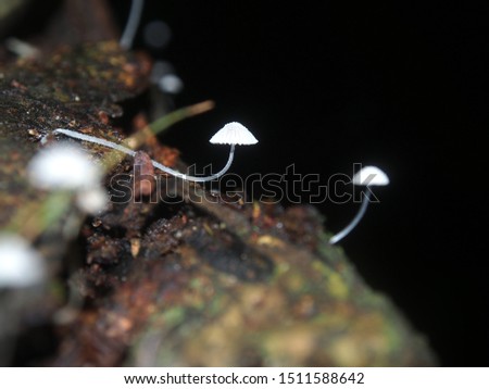 Mushroom ,Picture of a wildlife forest white mushroom in the woods of Bavaria in saraburi Thailand,Autumn Mushroom Macro