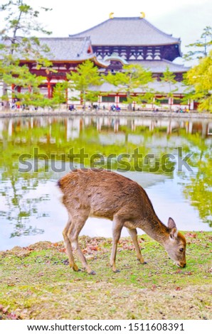 View of deer resting in Nara Park in autumn in Nara, Japan.