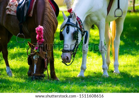 south indian horse photo shoot
