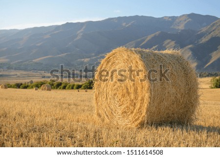 hay stock on a Golden field against a blue sky, straw stacks lying in an agricultural field after harvest, autumn