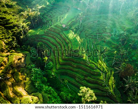 Landscape of the ricefields and rice terrace Tegallalang near Ubud of the island Bali in indonesia in southeastasia. Aerial drone view. Royalty-Free Stock Photo #1511616971