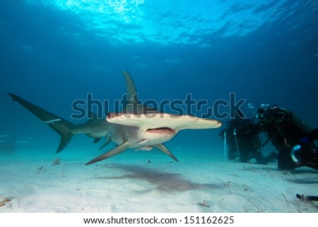 Group of divers observe Great Hammerhead shark