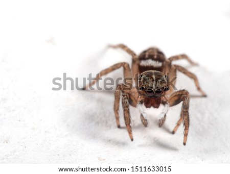 Macro Photography of Jumping Spider Isolated on White Floor