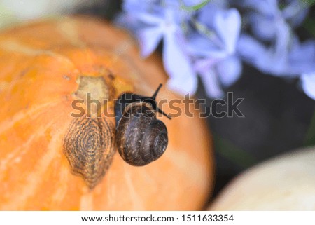 Snail sitting on a pumpkin in blue colors