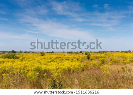 Thickets of the flowering wild growing Canadian goldenrod on the wasteland on a background of the sky in summer day

