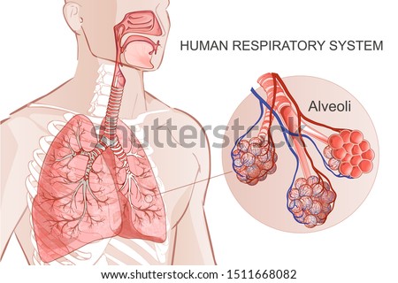 3d vector of the human Respiratory System, lungs, alveoli. Inside larynx nasal throttle anatomy. Man body parts. Hand drown anatomy illustration Royalty-Free Stock Photo #1511668082
