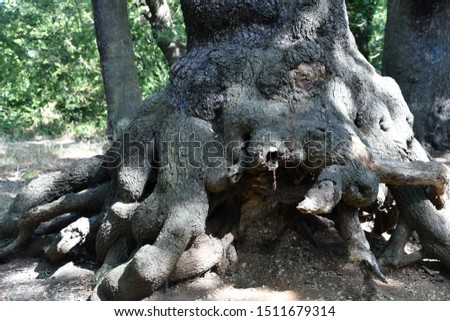 strong and old tree root