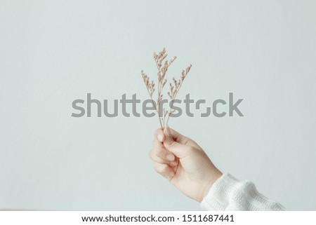 Hand holding dry flower on white background.