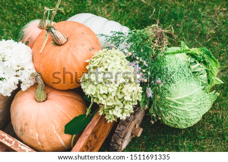 Vegetables from the country garden. Pumpkins and cabbage. Harvesting. Healthy food.