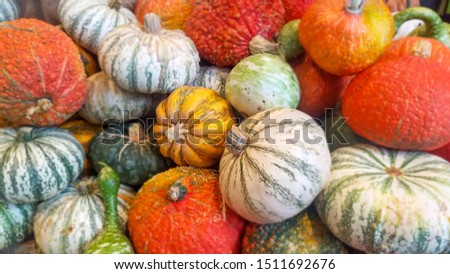 Colorful of diverse assortment pumpkins background.
