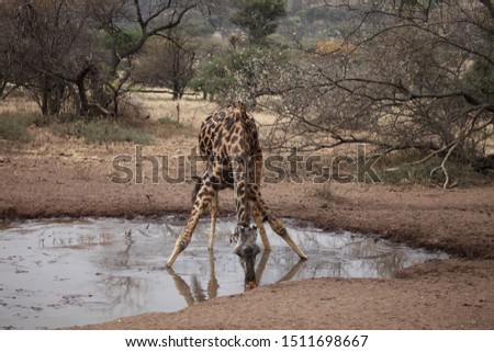 Giraffe quenches at Serengeti National Park - Tanzania