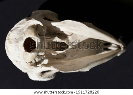 The skull of a hornless female goat on a black background. The bones of the head of the animal.