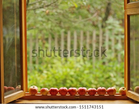 fresh ripe apples on wooden windowsill close up photo on green garden background