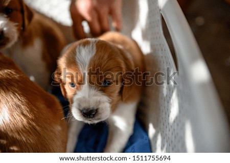 Cute welsh springer spaniel puppies
