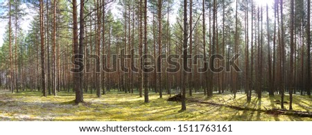 Panorama of the pine forest in the autumn Sunny day. Straight tall trees. Backlight. Sun. Shadows on the ground from the trees. Light green moss.