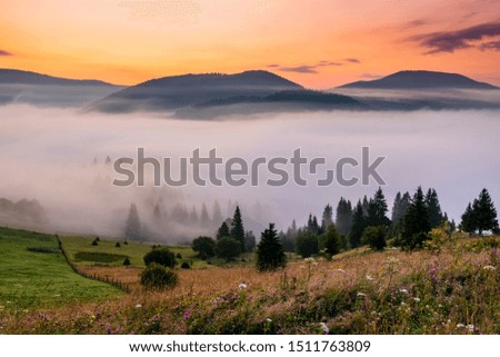 Fog in the mountains at dawn. Beautiful foggy landscape