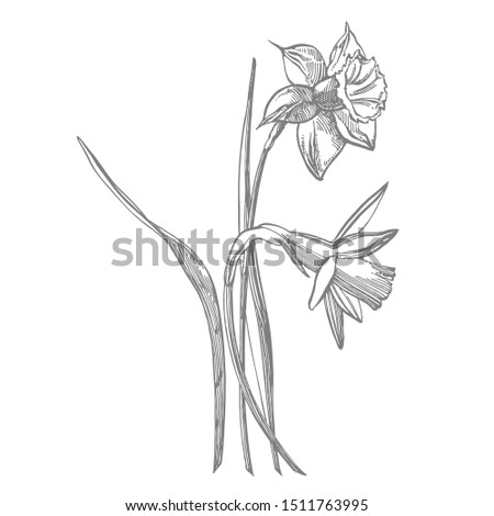 Daffodil or Narcissus flower drawings. Collection of hand drawn black and white daffodil. Hand Drawn Botanical Illustrations