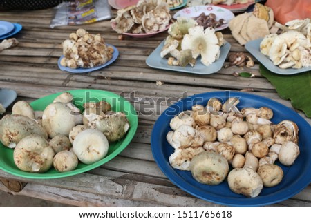 Forest mushrooms in the rainy season, Non-toxic mushrooms from the nature placed as a pile in the tray, Non-toxic fresh vegetables market.
