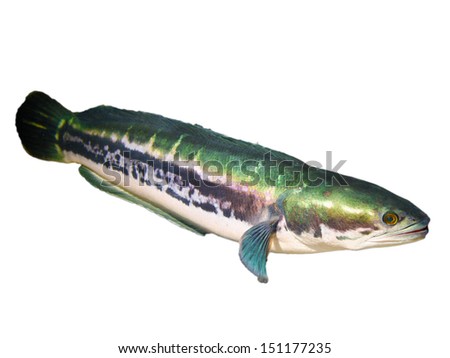 Giant Snake-head Fish isolated on White
