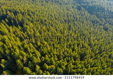 Big forest in Siberia Taiga. Summer forest. taiga siberia russia.  Landscape with forest mountains. Altai, Siberia. High fir on the slopes of the Altai mountains. The harsh Russian landscape. Top view Royalty-Free Stock Photo #1511798459