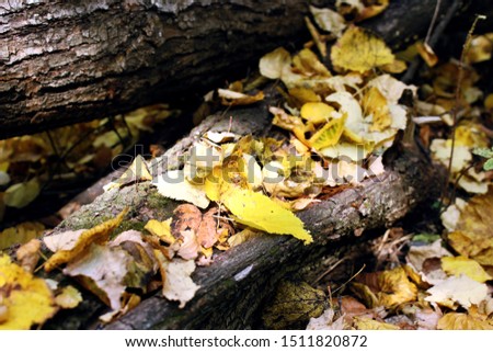 Yellow autumn leaves lie on the bark of an old tree.