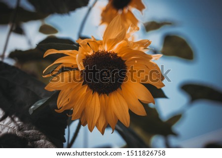 big yellow sunflower flower in the garden