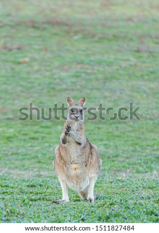 A wild Eastern Grey Kangaroos in nearby bush in Canberra, Australia    