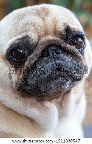 Cute Pug poses for the camera