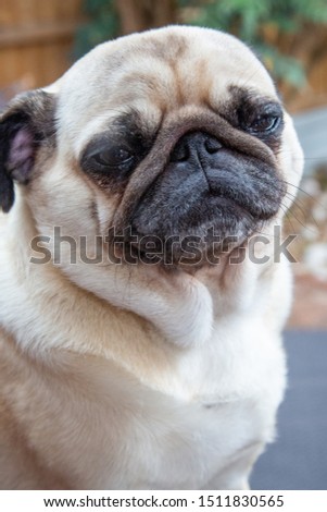 Cute Pug poses for the camera