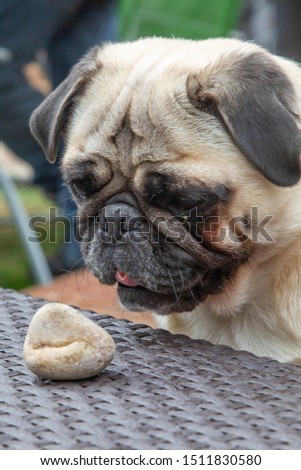 Pet Pug intently watches stone
