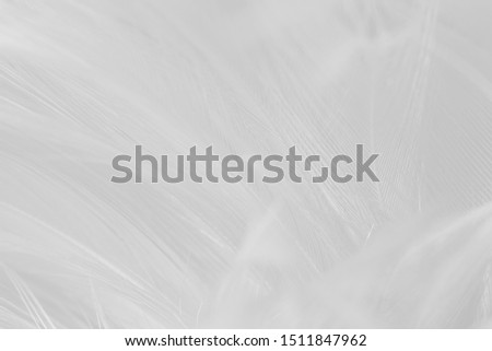 Beautiful gray white feather pattern texture background