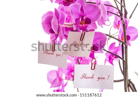Phalaenopsis beautiful flowers on a white background