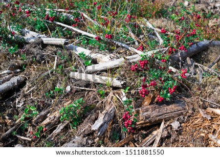 Branches of cowberries cranberries lingonberries on forest sticks in the swamp moss