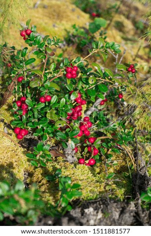 ripe, bright red berries of cranberries or cranberries, cowberries, on a beautiful bush on green moss vertical background