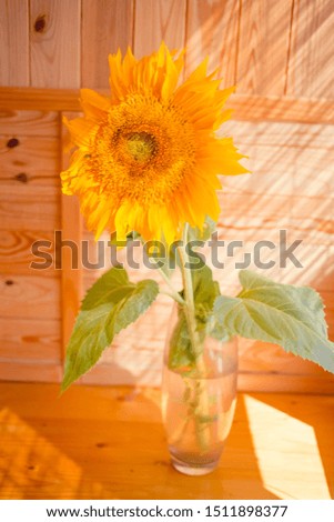 Yellow sunflower on a brown wooden background. Autumn picture with harvest