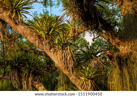 Epiphytes up on a tall tree in the Atlantic forest Royalty-Free Stock Photo #1511900450