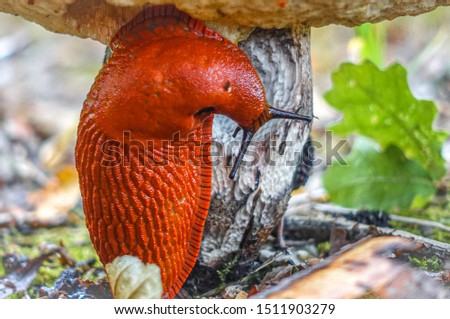  The large European red slug on the mushroom Royalty-Free Stock Photo #1511903279