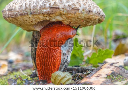 The large European red slug eating mushroom Royalty-Free Stock Photo #1511906006