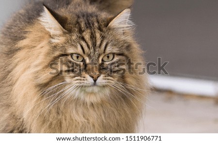 Fluffy cat face, brown tabby color of siberian breed
