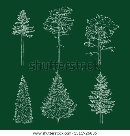 Vector Set of Chalk Hand Drawn Sketch Pine Trees