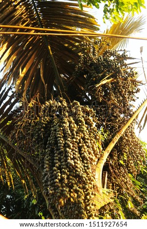Arenga pinnata is an economically important hairy palm originated in tropical Asia, often made into sweet fur.