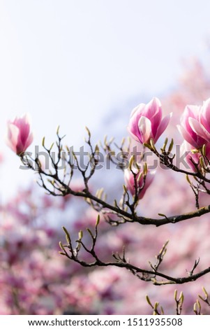 Closeup of a Magnolia tree with the sun Shining through the blossoms at springtime. Beautiful floral Background Picture with magnificent Opening Magnolia buds.