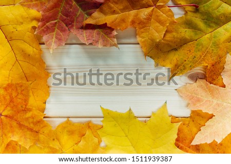 yellow golden leaves in frame pattern flat lay on natural white wooden board table with copy space for text, horizontal stock photo image for autumn banner design