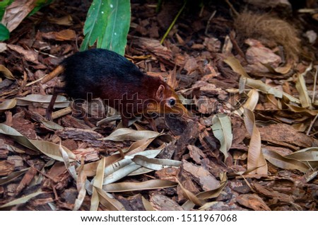 The black and rufous elephant shrew, (Rhynchocyon petersi) the black and rufous sengi, or the Zanj elephant shrew is one of the 17 species of elephant shrew found only in Africa. Royalty-Free Stock Photo #1511967068