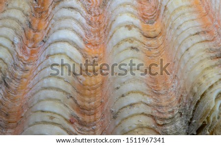 Orange white shell surface. Marine animal fossil closeup photo. Scallop shell surface. Seashell macrophoto. Natural texture for seaside decoration. Mollusk cover close-up. Fossil structure backdrop