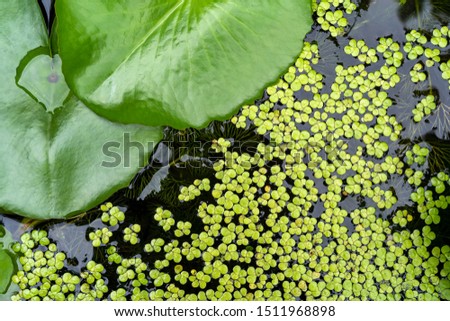 Common Duckweed, Duckweed, Lesser Duckweed, Natural Green Duckweed (Lemna perpusilla Torrey) and Lotus leaf on The water for background or texture.
Green leaf on a water background.