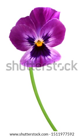 Blooming of purple pansy flower branch isolated white
