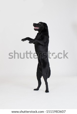 Labrador retriver dog on the photo session