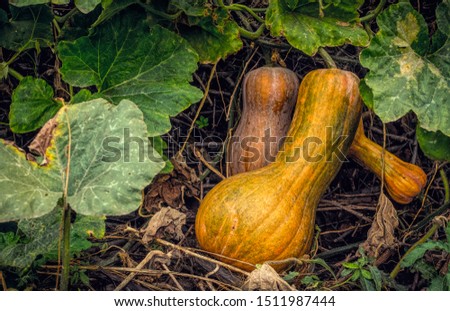 Ripe autumn pumpkin in a rustic vegetable garden. Sunny autumn evening in the village