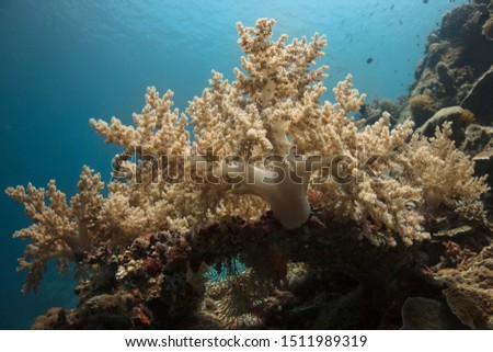 Beautiful soft coral. Amazing underwater world of Kakaban Island in  the Sulwaesi Sea, East Kalimantan, Indonesia.